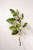 Clary sage (Salvia sclarea)
