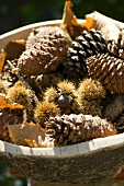 Sweet chestnuts in their prickly cases and assorted cones