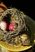 Nest mit rot-weissen Eiern