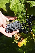 Pinot Meunier grapes, also known as Schwarzriesling, being picked