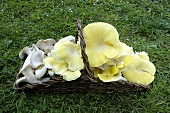 Yellow oyster mushrooms and king oyster mushrooms in basket