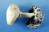 A mushroom against a blue background