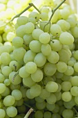 Green grapes