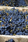 Bonarda grapes in crates, Piacenza, Emilia Romagna, Italy