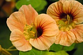 Nasturtium flowers (variety 'Tip Top Apricot')