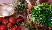 Various herbs, tomatoes and mozzarella