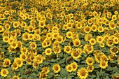 Sunflower field (full-frame)
