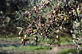 Olives on the tree