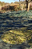 Nets under olives trees to catch the olives (olive harvest)