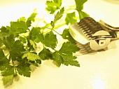Flat leaf parsley with herb roller cutter