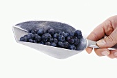 Hand holding a scoop of blueberries