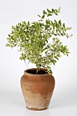 Brautmyrte (Myrtus communis ssp. microphylla))