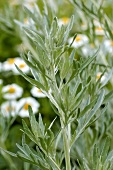 Wormwood (Artemisia absinthium) in the open air