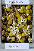 Fresh and dried chamomile flowers