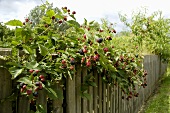 Blackberry bush on garden fence