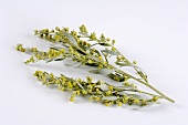 Mugwort with flowers (Artemisia vulgaris)