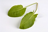 Two sorrel leaves