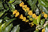 Yellow coffee cherries on the bush (Bahia, Brazil)