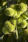 Sweet chestnuts on the tree (close-up)