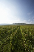 Weinanbau in Burgund