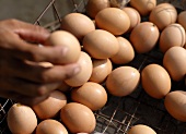 Boiled brown hens' eggs