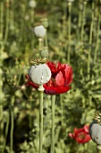 Poppy seed heads and poppy
