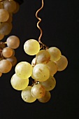 Muskateller grapes