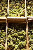 Savignin Trauben in Kisten auf Stroh (für Vin de Paille)