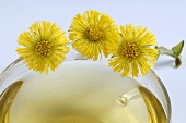 Cup of coltsfoot tea (good for coughs) and three coltsfoot flowers