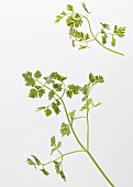 Chervil