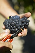 Red wine grapes and vine scissors, New Zealand