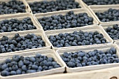 Several punnets of fresh blueberries in a crate