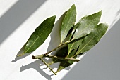 Several fresh bay leaves