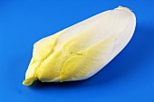 A head of yellow chicory