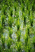 A green paddy field (close-up)