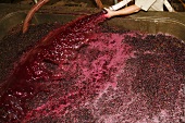 A vat full of grape mash