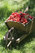 Wheelbarrow full of berries and cherries