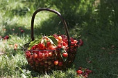 A basket of cherries in grass