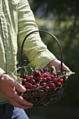 Man holding a small basket full of cherries