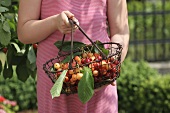 Woman holding basket of cherries