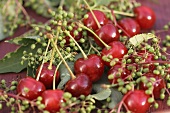 Fresh cherries among green (unripe) elderberries