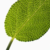 Sage leaf (close-up)