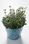 Thyme in flowerpot