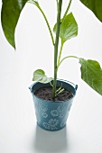 Pepper plant in flowerplant