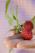 Hand hält Himbeeren