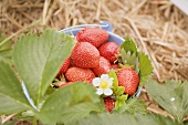 Fresh strawberries in a bucket in a strawberry field