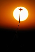Flower against sunset in Sweden
