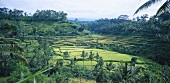 Paddy fields in Bali