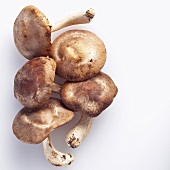 Whole Shiitake Mushrooms on White