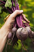 Hand holding beetroot